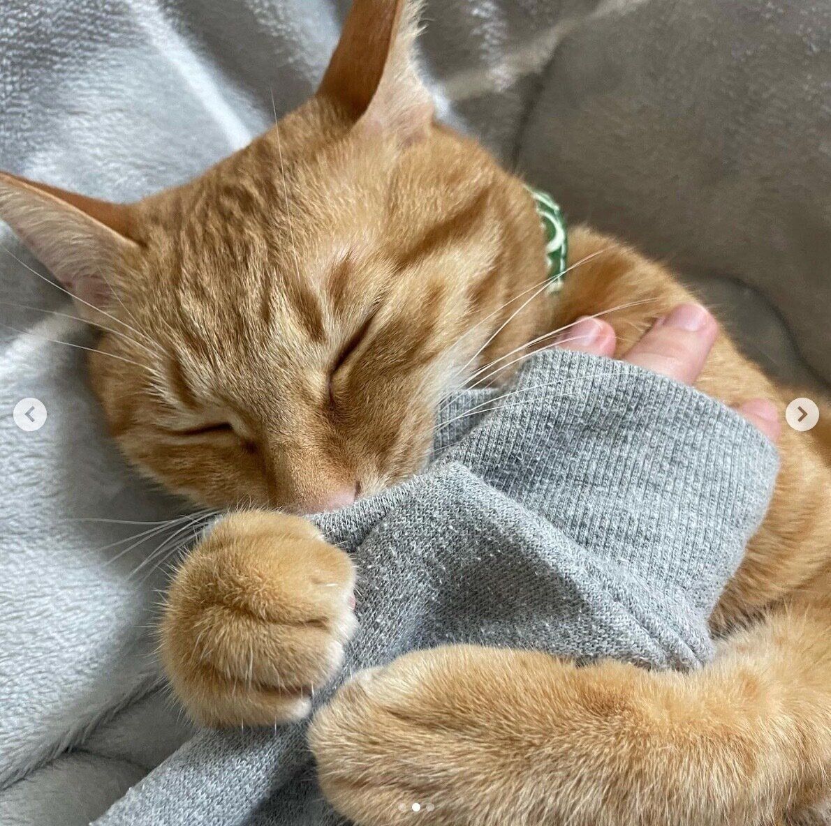 飼い主さんの腕をギュッとしながら眠るうにくん