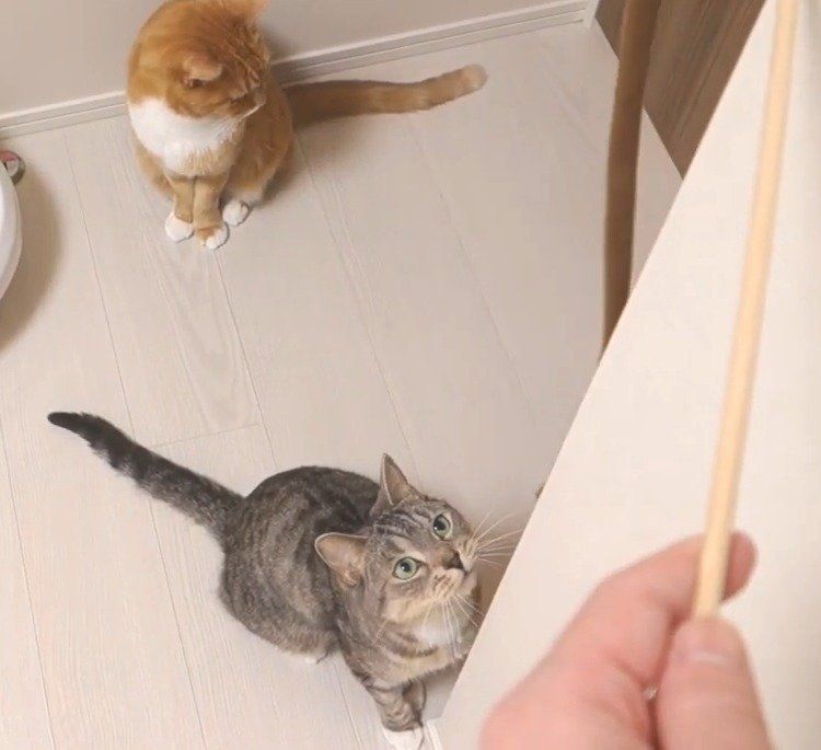 猫と猫じゃらし