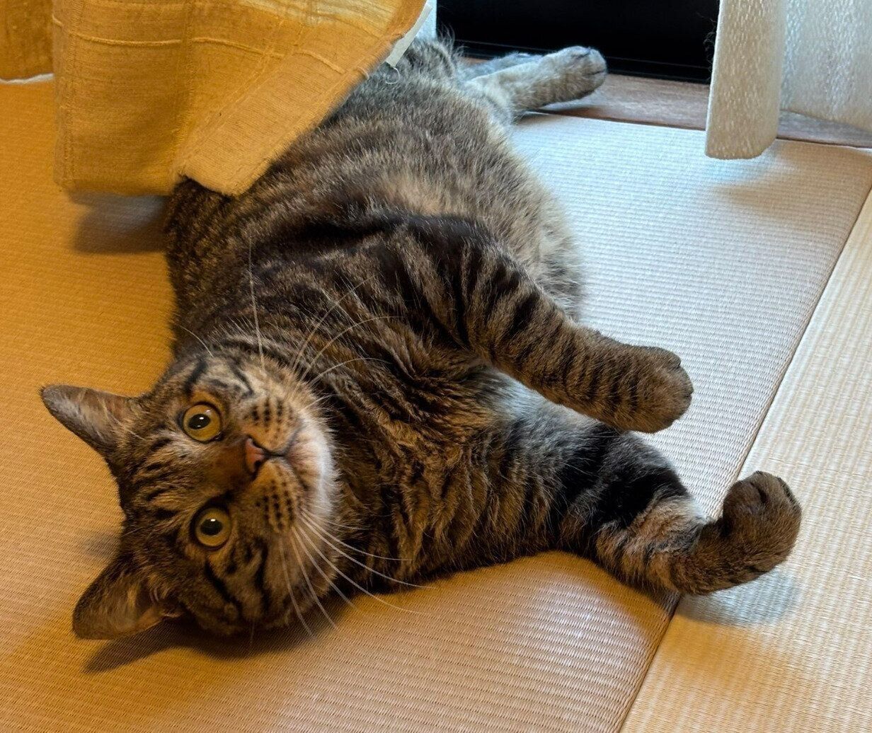 寝転がる虎三郎くん