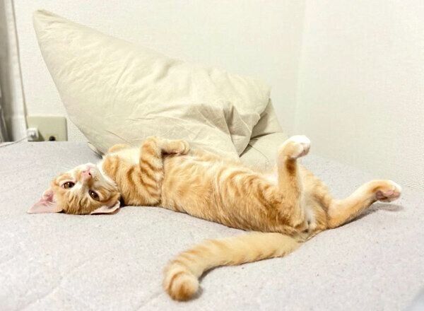 寝転がるハマグリちゃん