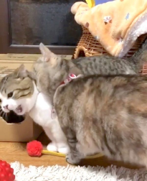 遊ぶマンチカン