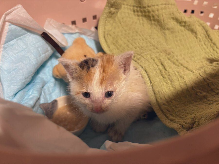 保護した当時のみっけちゃん