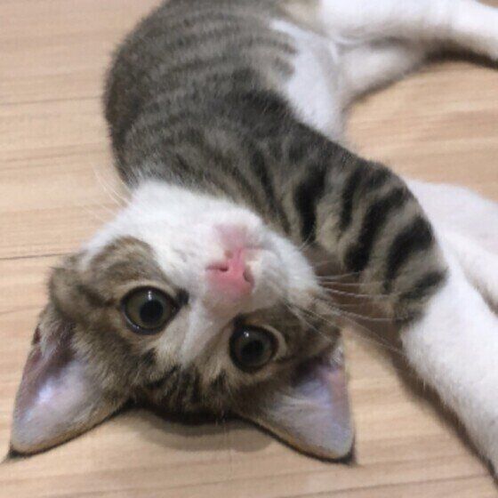 キジトラのむぎ丸くん