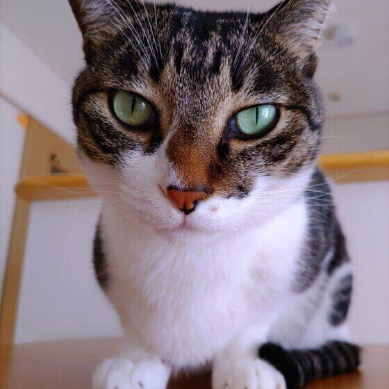 飼い主さんを見つめるキジ白猫