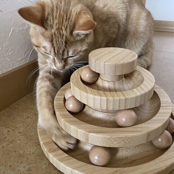 MIX茶トラのつむぎくん