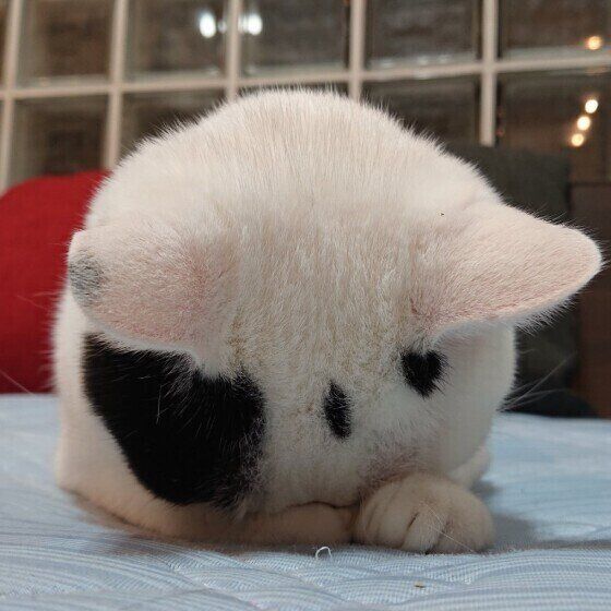 眠る猫（MIX、メス）