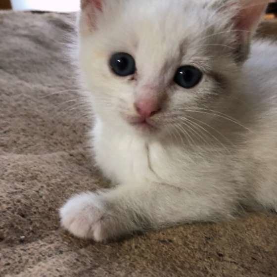 ミケのレオンくん