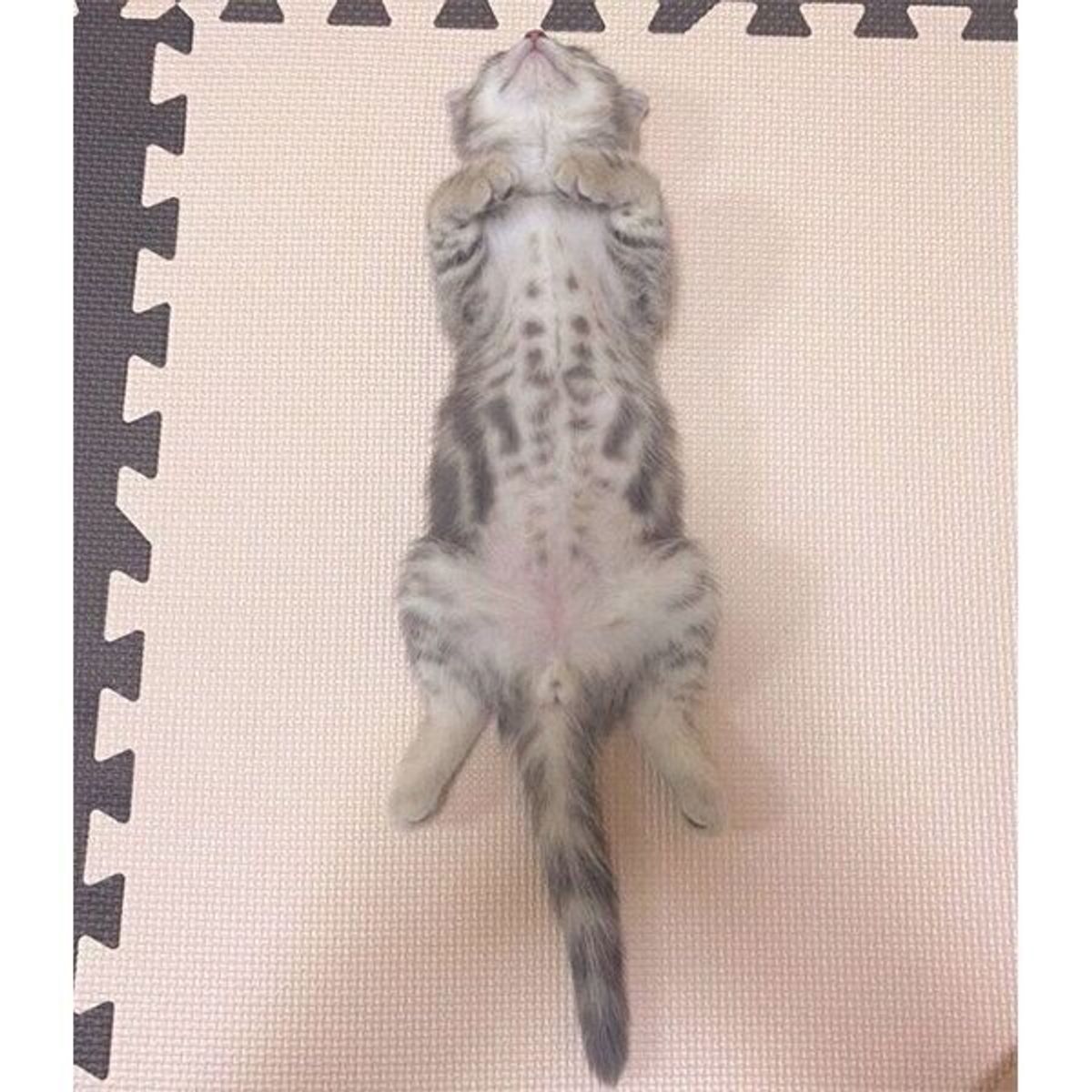 言葉にならないくらい可愛い 最高級のヘソ天 で愛らしい寝顔を見せる子猫 ねこのきもちweb Magazine 言葉にならないくらい可愛い 最高級のヘソ天 で愛らしい寝顔を見せる子猫 ねこのきもちweb Magazine