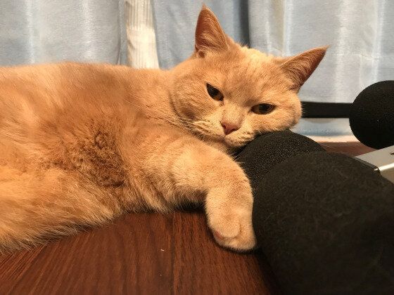 寄り添う茶トラ