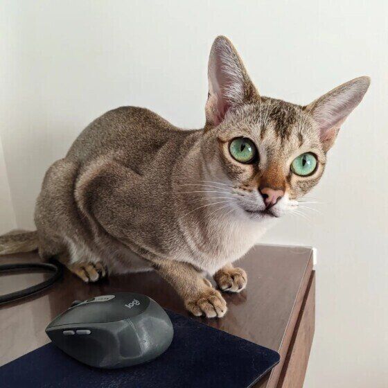 飼い主さんを見つめるシンガプーラ