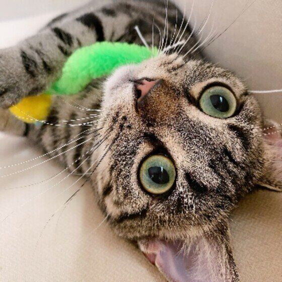 アメリカンショートヘア