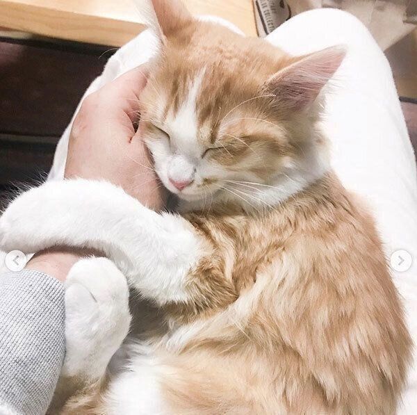 くっついて眠るのぶおちゃん