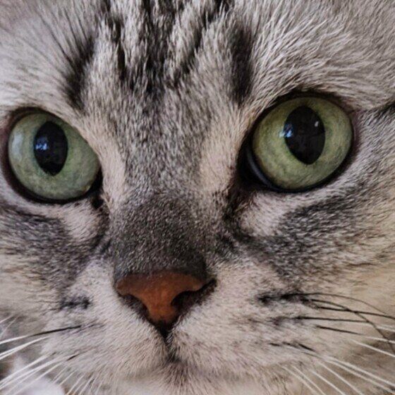 アメリカンショートヘアのみーちゃん