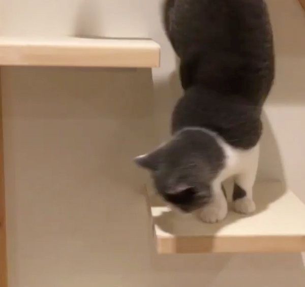 クイックルワイパーを盗む猫