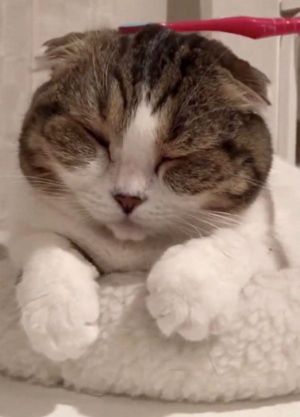 歯ブラシでマッサージされるスコティッシュフォールド