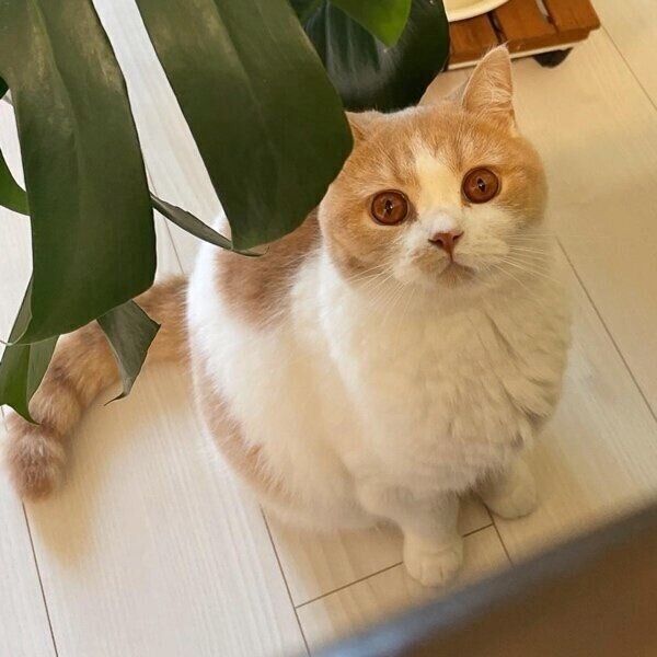 モンステラのそばに座るかんきちくん