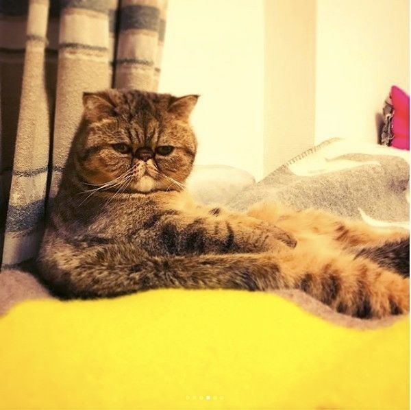 エキゾチックショートヘアー