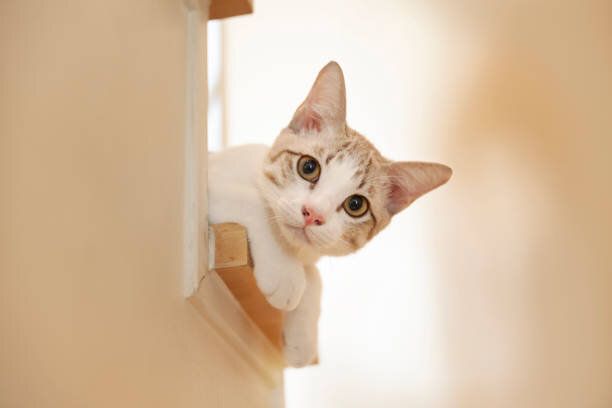 階段から覗く子猫