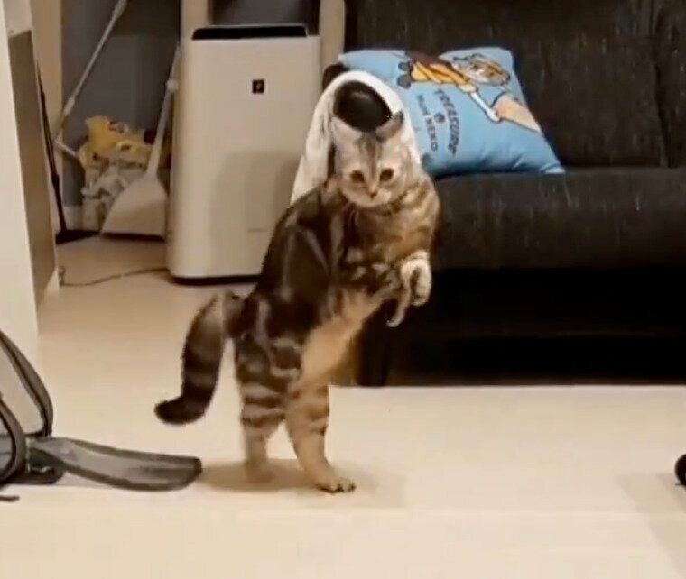 「やんのかステップ」をするイブちゃん