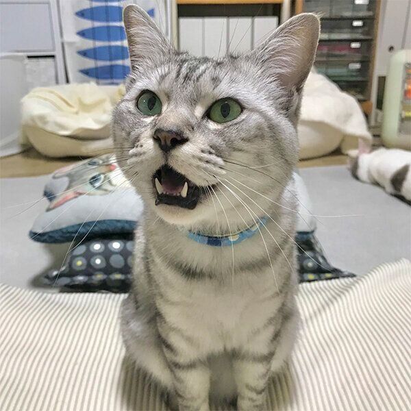 おしゃべりするヨキくん