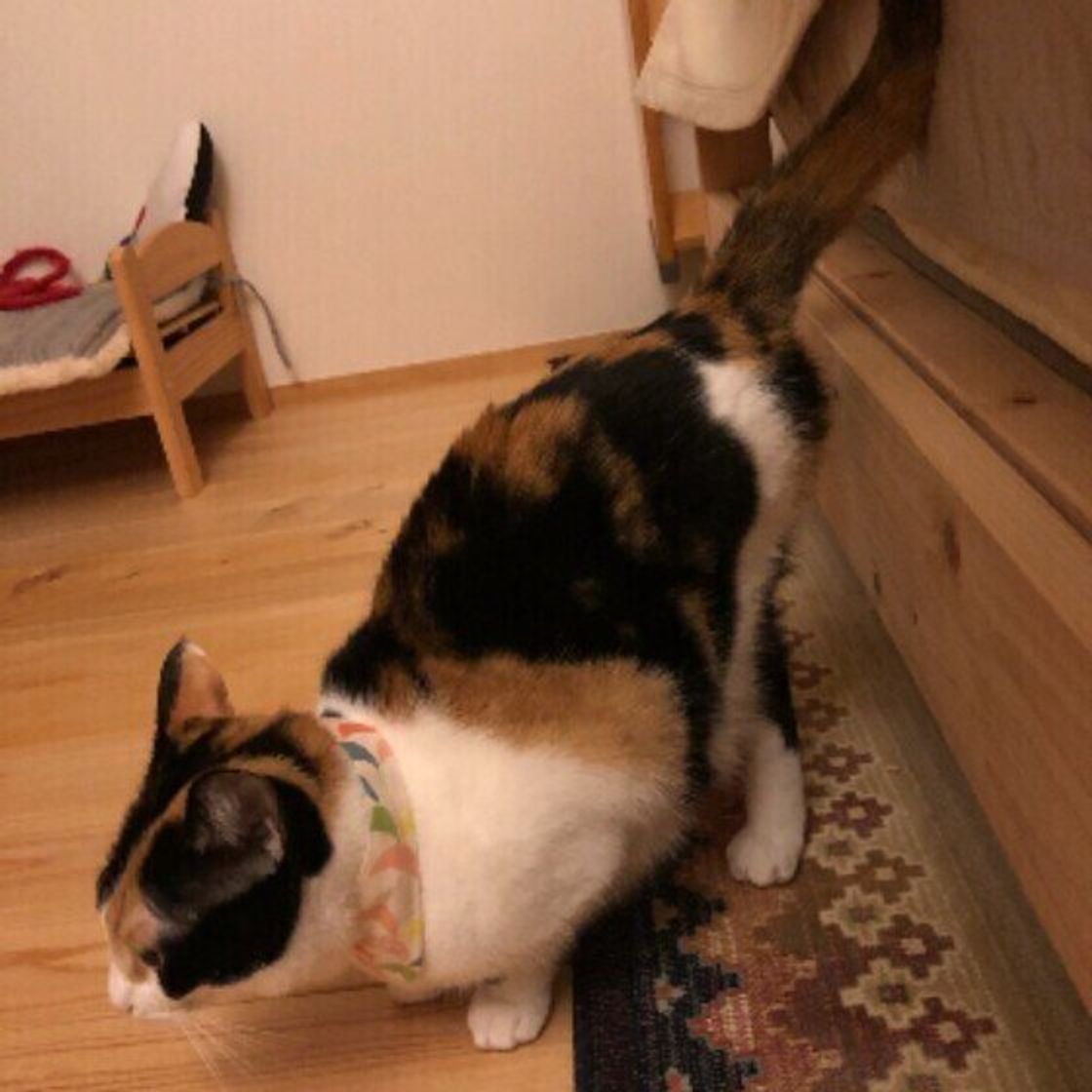 猫がおしりを高く上げるしぐさをするかわいい理由 ねこのきもちweb Magazine 猫がおしりを高く上げるしぐさをするかわいい理由 ねこのきもちweb Magazine