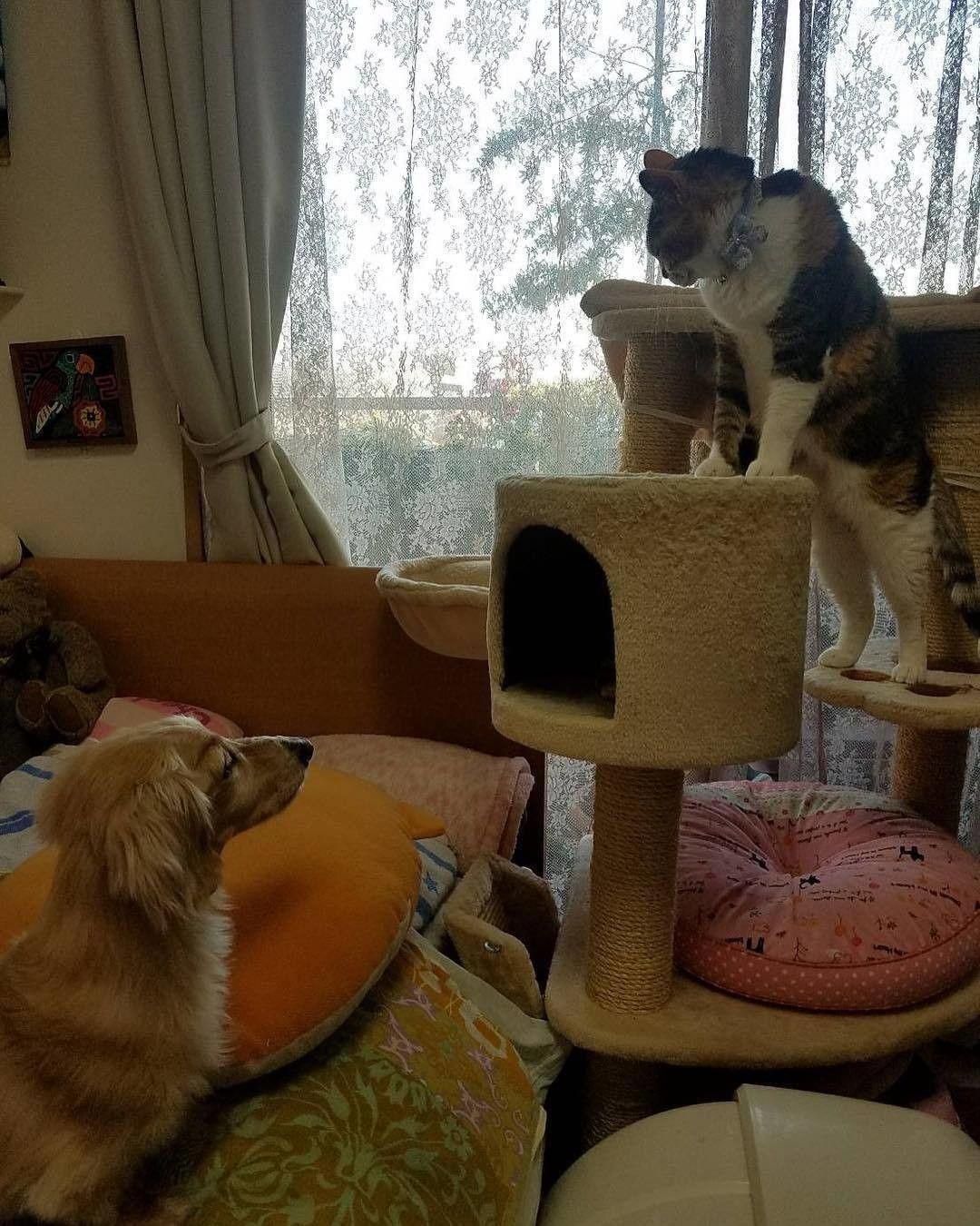 ダックスフンドと猫