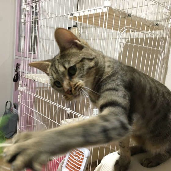 猫パンチするベンガル