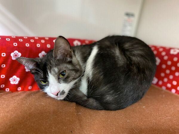 飼い主さんの家に来たばかりの頃のもやしくん