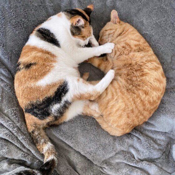 仲良しなつばきちゃんたち