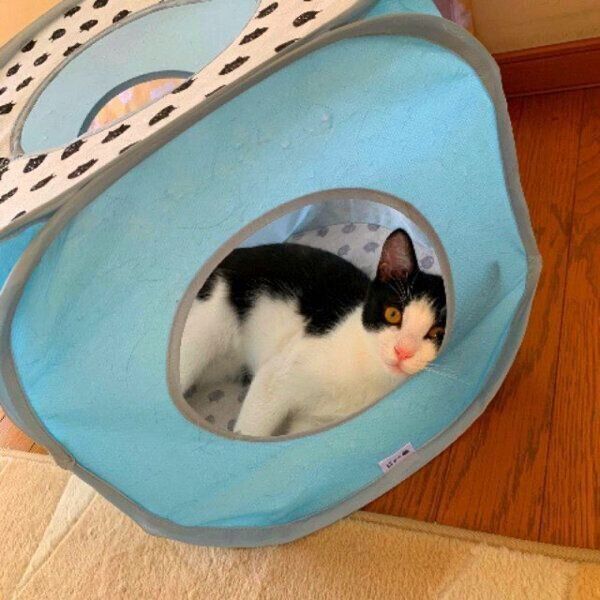 くつろぐもみじちゃん