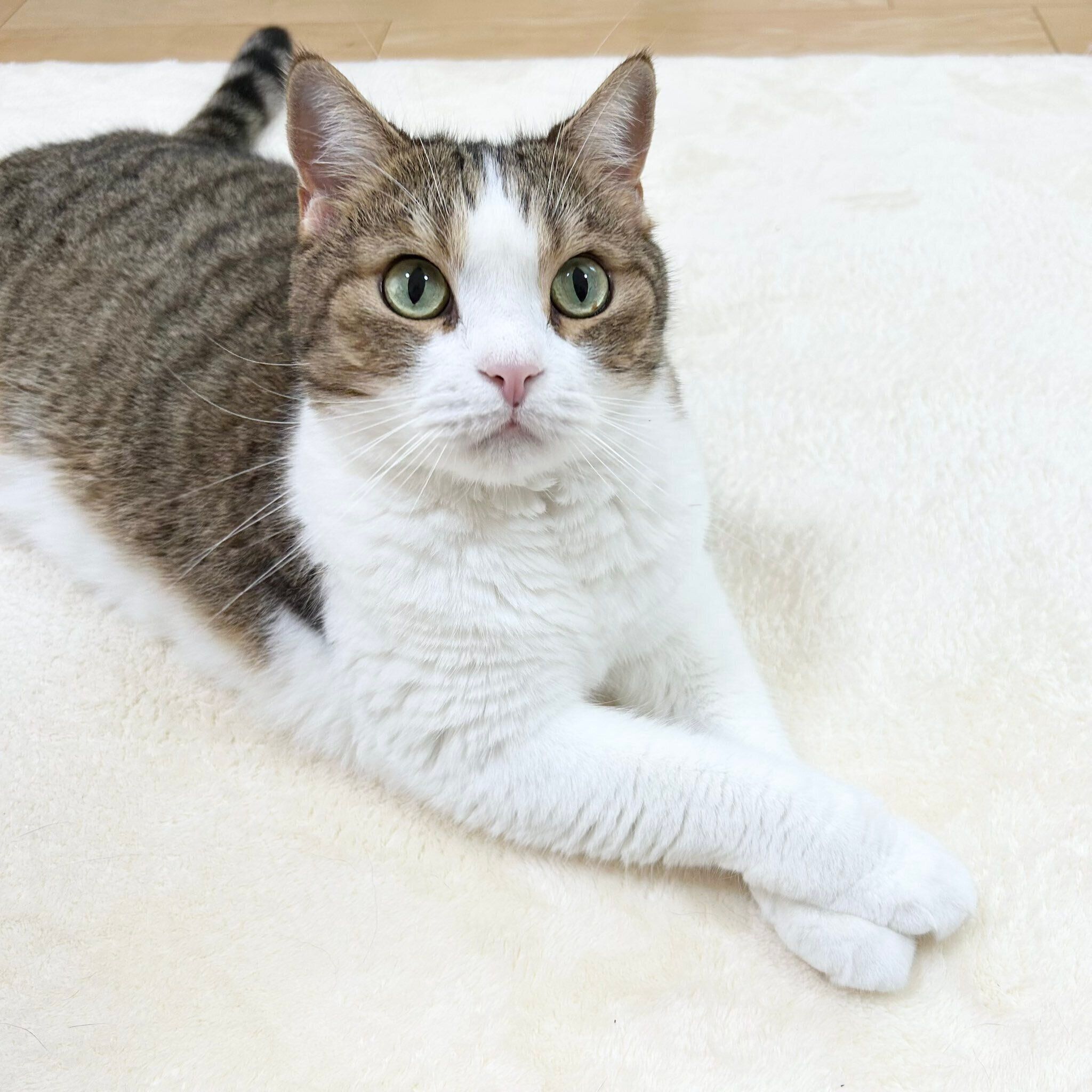 成長後のてつくん　飼い主さんいわく「食い意地が張っているためか、食べ物に関する単語への反応はとてもいい」そう