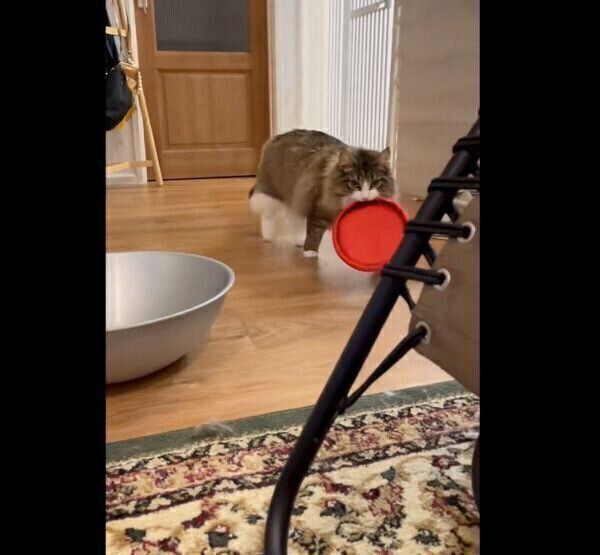 「持ってこい遊び」ができるしろあんちゃん