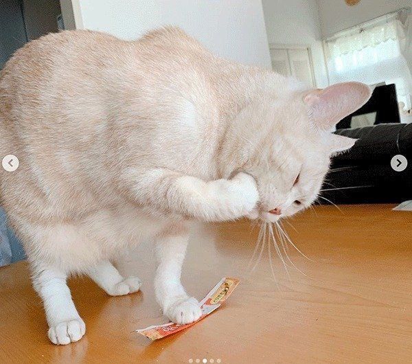 ちゅ〜るを食べるアメリカンショートヘア