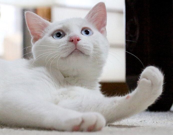 生後6カ月のころの子猫