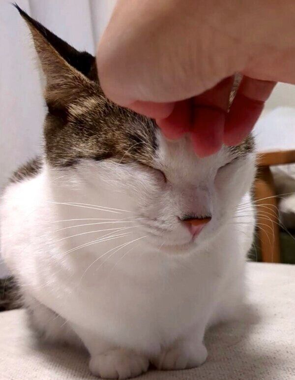 飼い主さんになでられて嬉しそうなえんちゃん