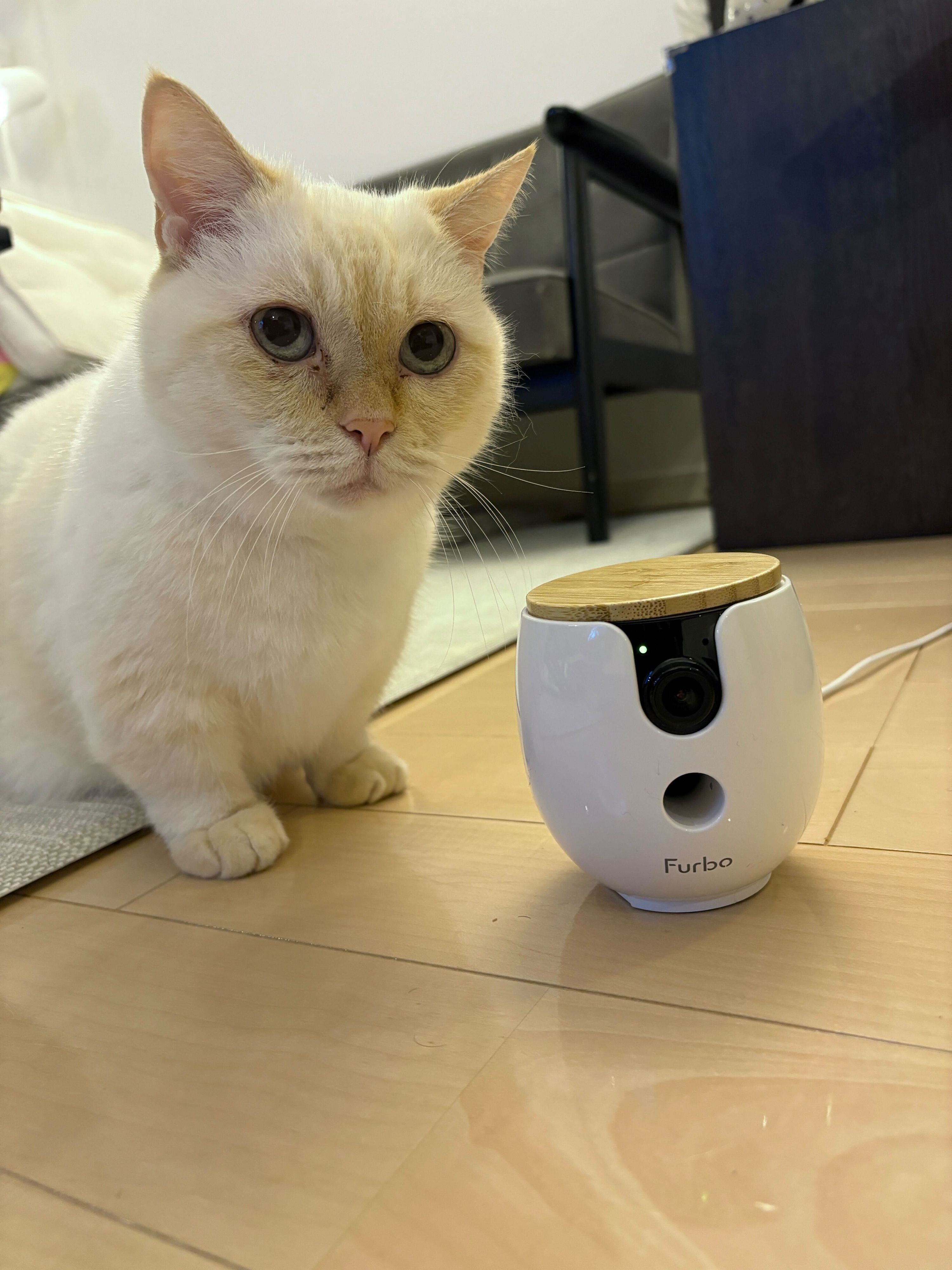 試したのは編集スタッフKと愛猫のなんで（オス・13才／マンチカン）。今回カメラは、愛猫がいることが多い床に設置。※本製品は低いキャビネットへの設置を推奨