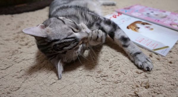 飼い主の気を引こうとする猫