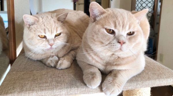 ブリティッシュショートヘアのみかんちゃんとぽてとちゃん