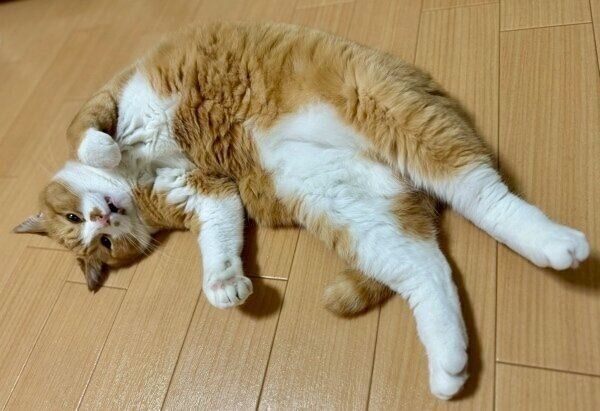 「お腹なでて」のアピールをするさんてくん