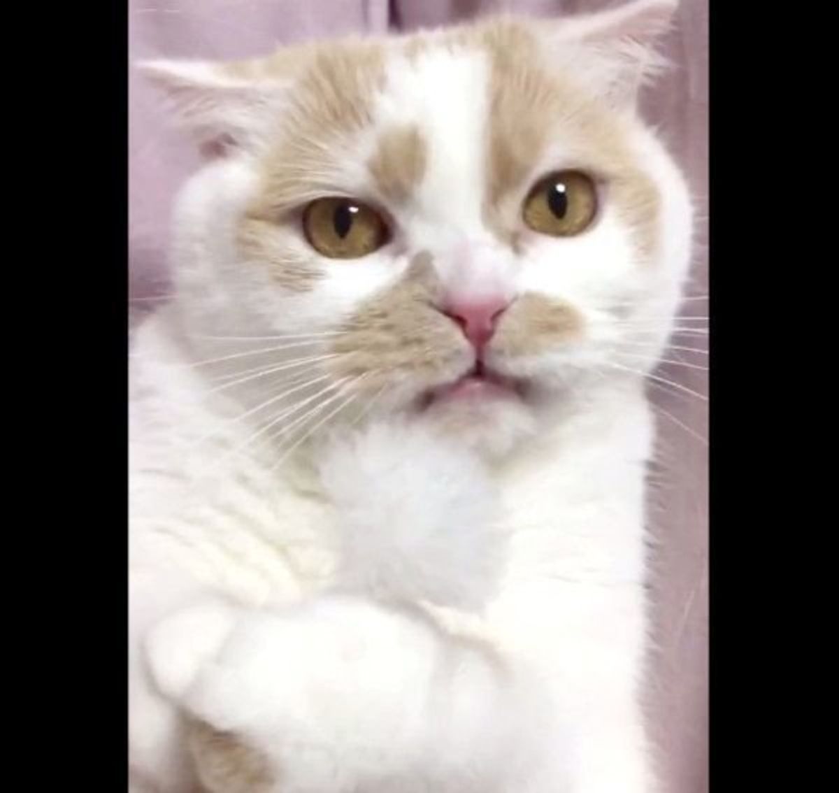 笑って手が震える 耳かきのニオイを嗅いだ猫のリアクションに爆笑 ねこのきもちweb Magazine 笑って手が震える 耳かきのニオイを嗅いだ猫のリアクションに爆笑 ねこのきもちweb Magazine