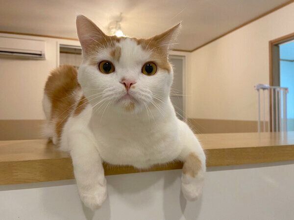 見つめるホルンくん