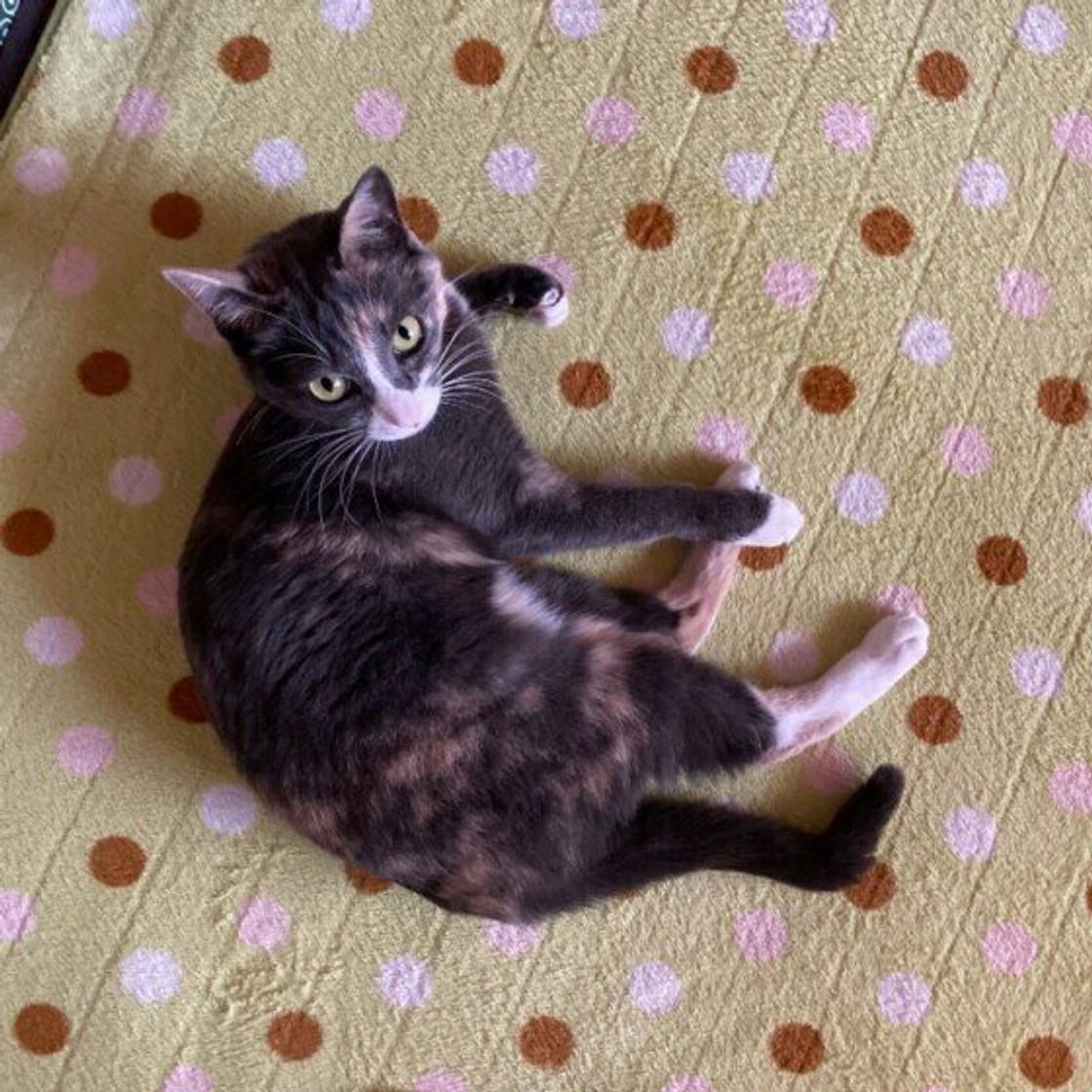 4ljavvvkxbihwm 4ljavvvkxbihwm