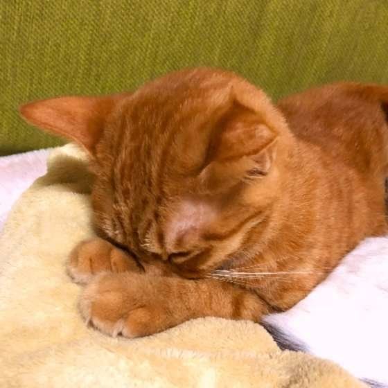 MIX　茶トラ　まる