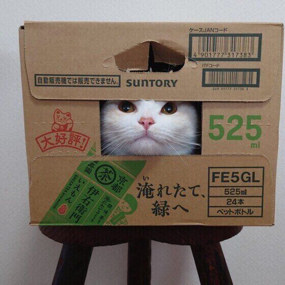 マンチカンのこうめちゃん