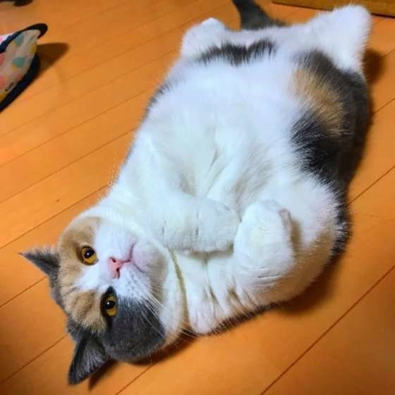 寝転がるブリティッシュショートヘア