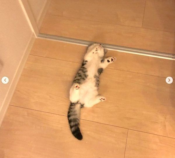 ヘソ天するマンチカン