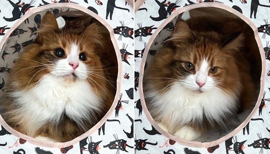 黒目の大きさが違う麦ちゃん