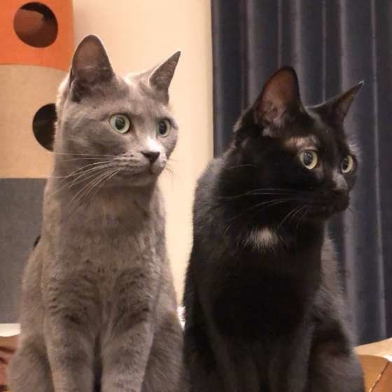 グレちゃんとバルちゃん