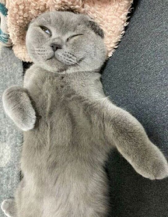 子猫時代のトロくん