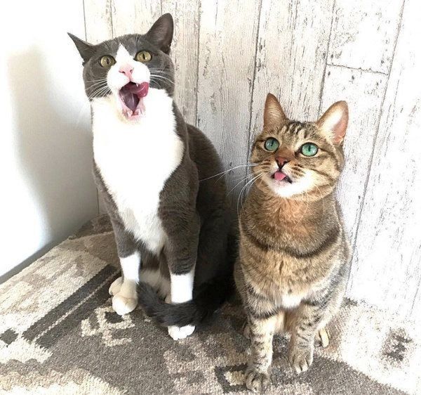 ハチワレのジェリーくんとキジトラのクーちゃん